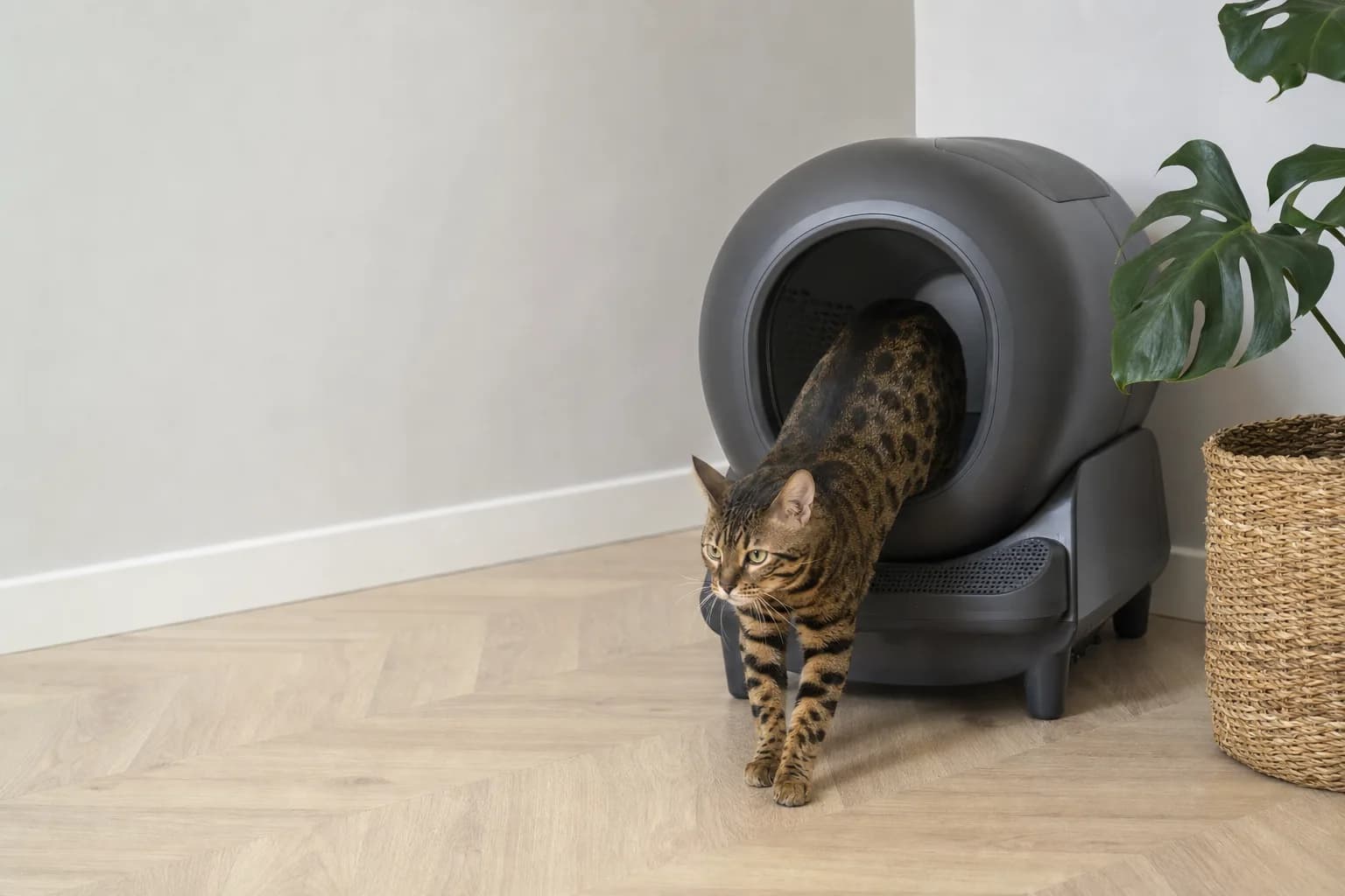 Litière automatique : un atout pour les chats à mobilité réduite ?